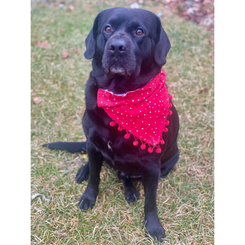 Valentine's Day *Limited-Edition* Bandana