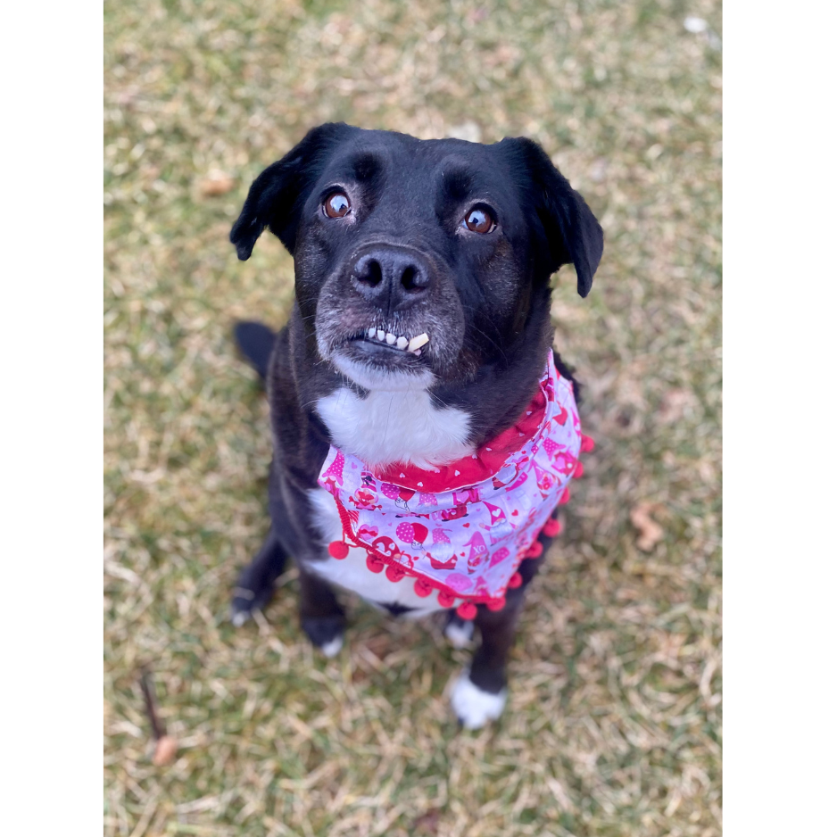 Valentine's Day *Limited-Edition* Bandana